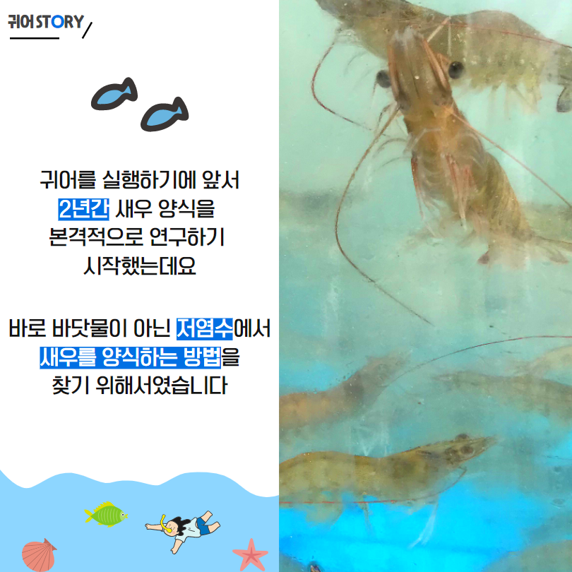 귀어STORY 귀어를 실행하기에 앞서 2년간 새우 양식을 본격적으로 연구하기 시작했는데요 바로 바닷물이 아닌 저염수에서 새우를 양식하는 방법을 찾기 위해서였습니다